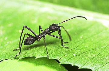 アリに擬態するカメムシの幼虫