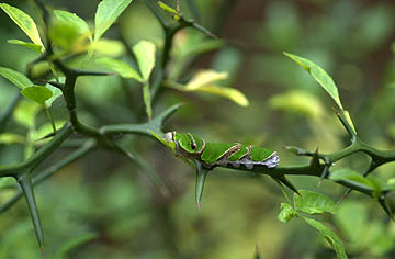 クロアゲハの幼虫