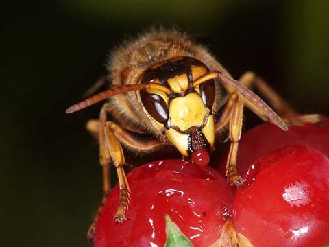 イチイの実を食べるキイロスズメバチ