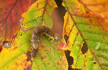 紅葉した葉を食べるガの幼虫