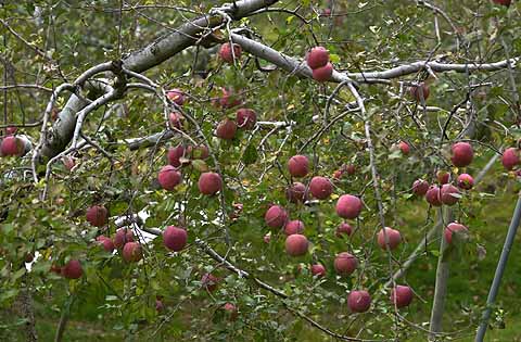 収穫期をむかえたリンゴ