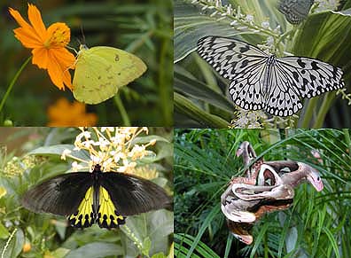 Butterflies in Penang Butterfly Farm）