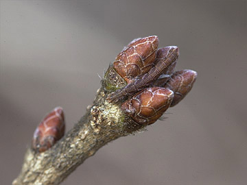 冬芽についたシャクガの幼虫