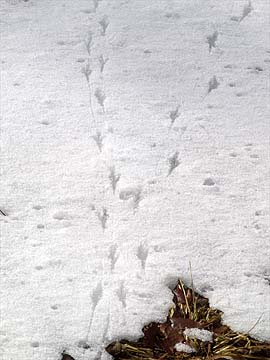 雪の上の足跡（小鳥）