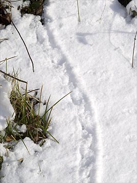 雪の上の足跡（ネズミ？）