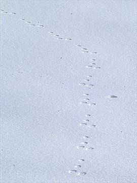 ノウサギの足跡