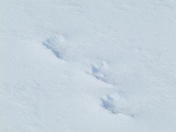 雪の上の足跡（サル？）