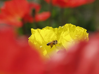 ミツバチの撮影