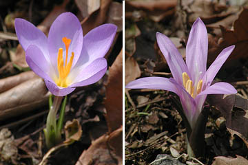 庭の花２種