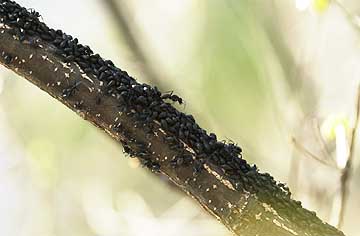 クリオオアブラムシの幼虫