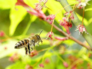 カエデの花とニホンミツバチ