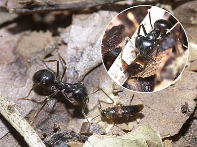 アリの巣に住むハネカクシ