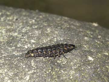 ゲンジボタルの幼虫
