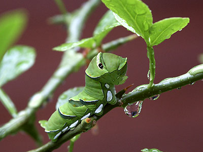 雨の日のアゲハチョウの幼虫