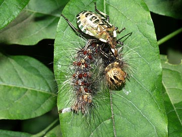 毛虫を襲うアオクチブトカメムシ