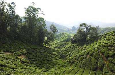 マレーシアの茶畑