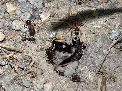 アカヤマアリの巣のクロヤマアリ