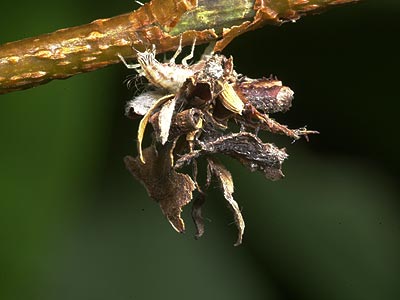 クサカゲロウの幼虫