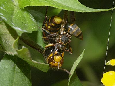 アシナガバチを食べるキイロスズメバチ