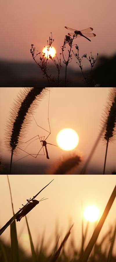落日と虫たち3景