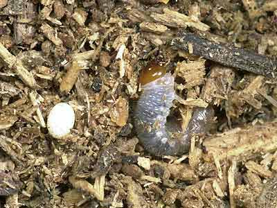 カブトムシの卵と幼虫