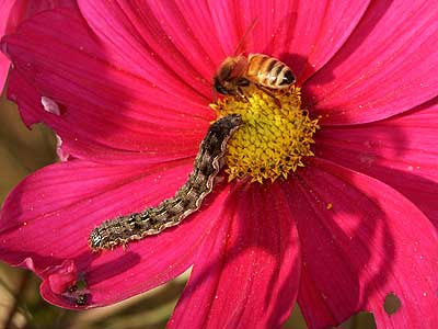 コスモスの花を食べるガの幼虫