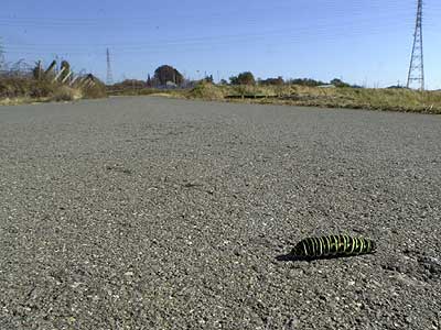 道路を渡るキアゲハの幼虫