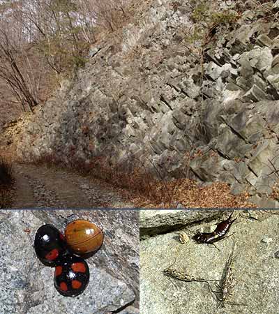 岩の割れ目で越冬する昆虫