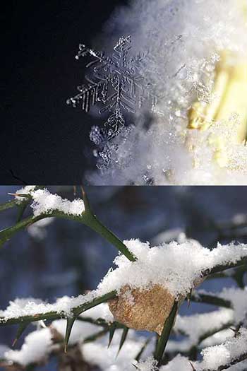 雪の結晶とカマキリの卵