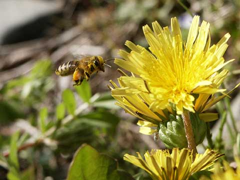 ニホンミツバチと在来種のタンポポ