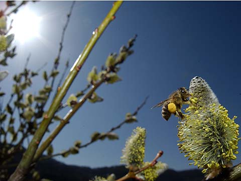 ヤナギの花粉を集めるニホンミツバチ