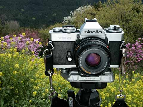 今日のクラシックカメラ(MINOLTA XD) - 海野和男のデジタル昆虫記 - 緑 