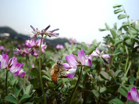 レンゲ畑のミツバチ