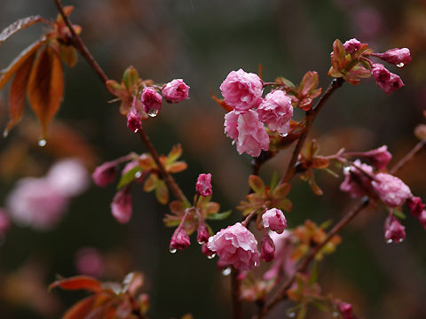 雨の中の八重桜