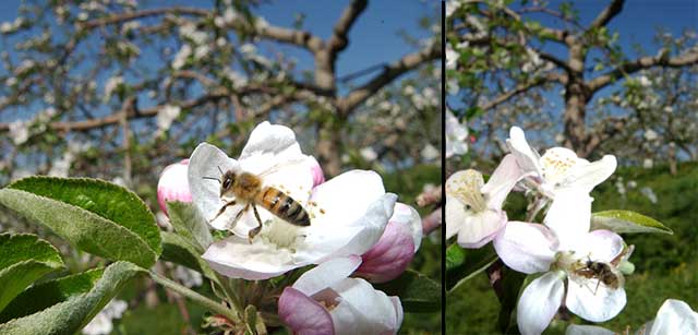 リンゴの花とミツバチ
