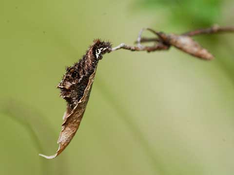 ホシミスジの幼虫