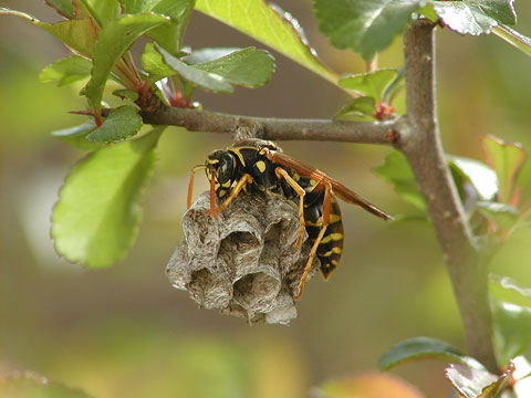 フタモンアシナガバチ