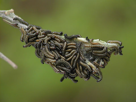 ヒオドシチョウの幼虫