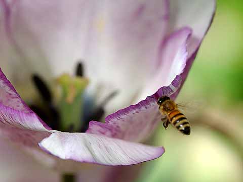 チューリップに来たミツバチ