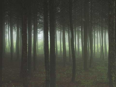 霧のカラマツ林