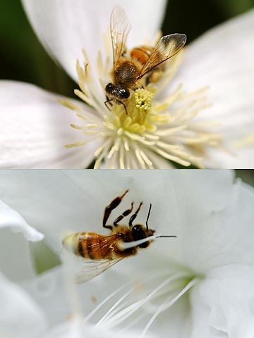 花粉と蜜