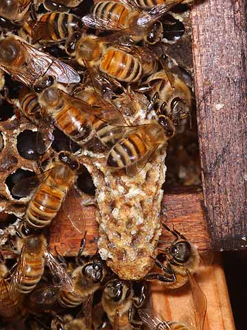 ミツバチの王台