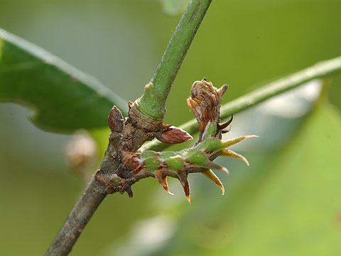 カギシロスジアオシャクの幼虫
