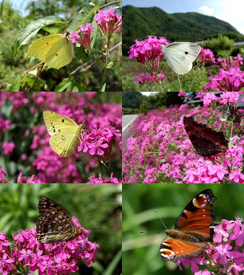 ムシトリナデシコに来た蝶6種