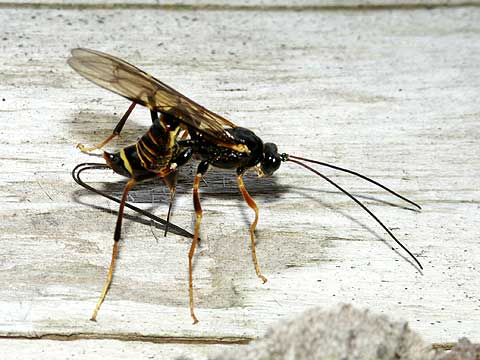 甲虫の幼虫に産卵するハチ