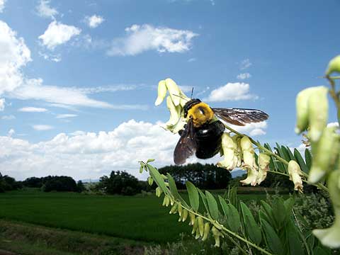 クマバチとクララの花