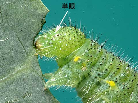 葉を食べるモンシロチョウの幼虫