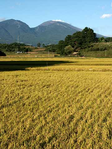 実った稲と浅間山