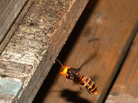 ニホンミツバチの巣箱にきたスズメバチ