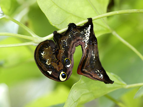 アケビコノハの幼虫